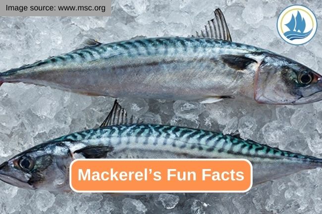 10 Impressive Facts about Mackerel